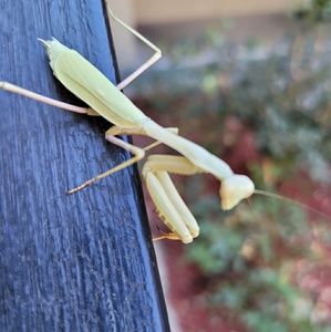 Meet your Posher, Rhonda